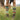 Knee High Socks For Adults, September Sun